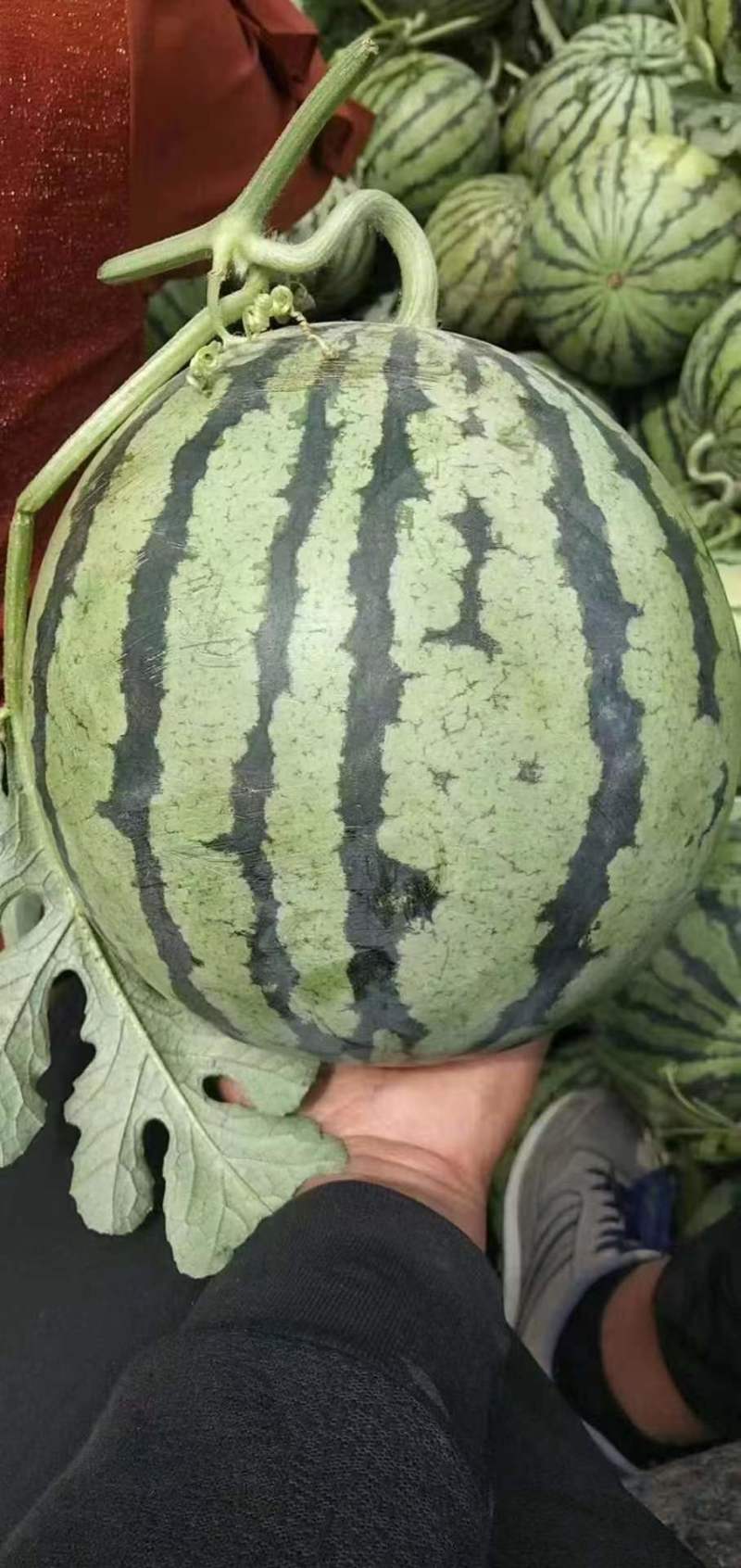 8424西瓜单瓜8-10斤头茬瓜口感脆甜体型好价格实惠