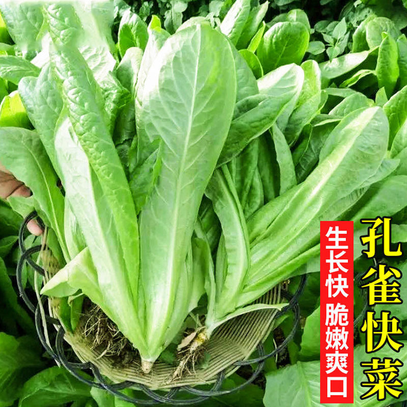 汉斯沙拉菜种子10g凉拌沙拉生菜孔雀菜四季阳台菜园盆栽