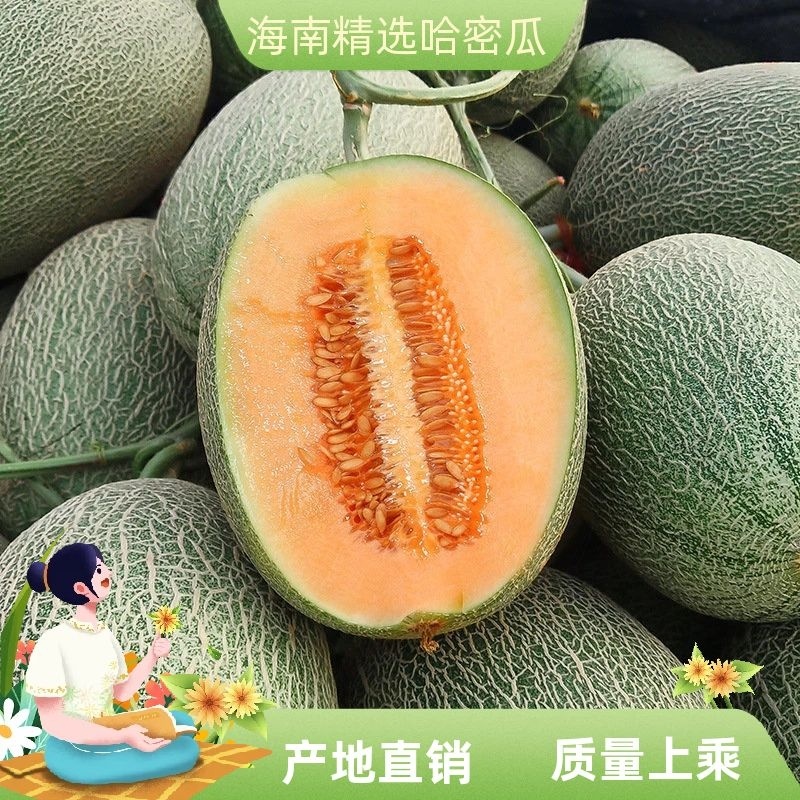 海南【精选】哈密瓜皮薄肉厚质好价优大量现货代发全国