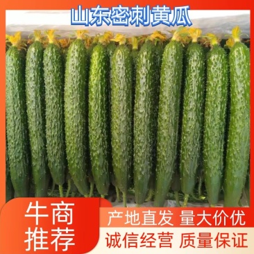 山东莘县黄瓜，电商拱应链，大量上市货源充足