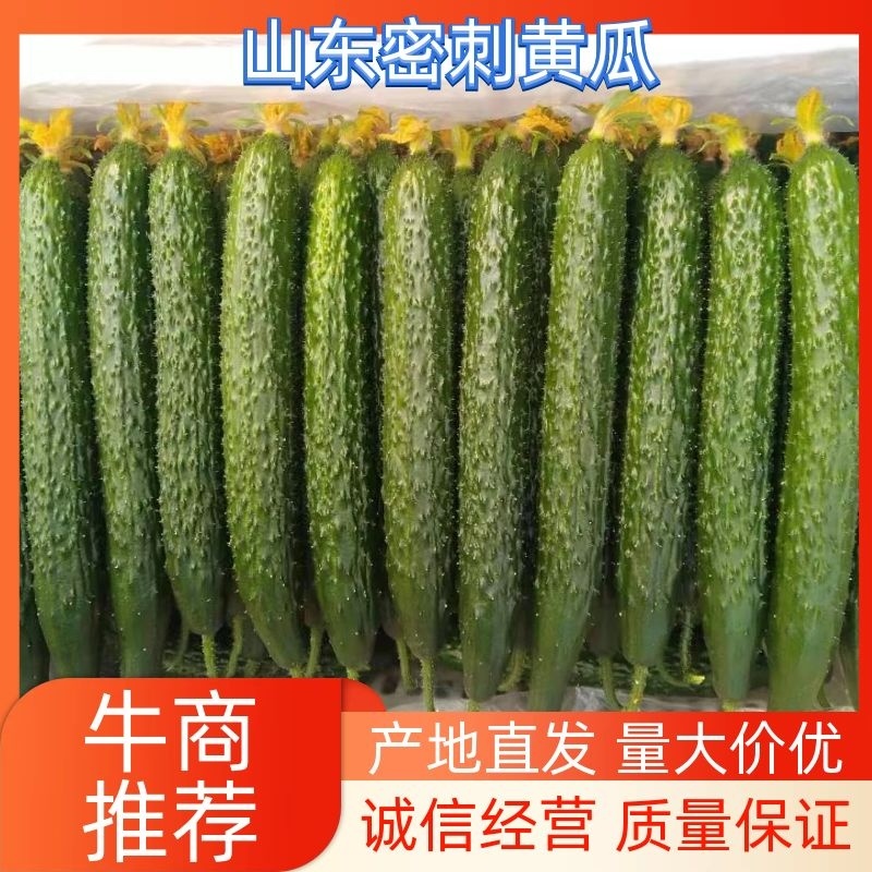 山东莘县黄瓜，电商拱应链，大量上市货源充足