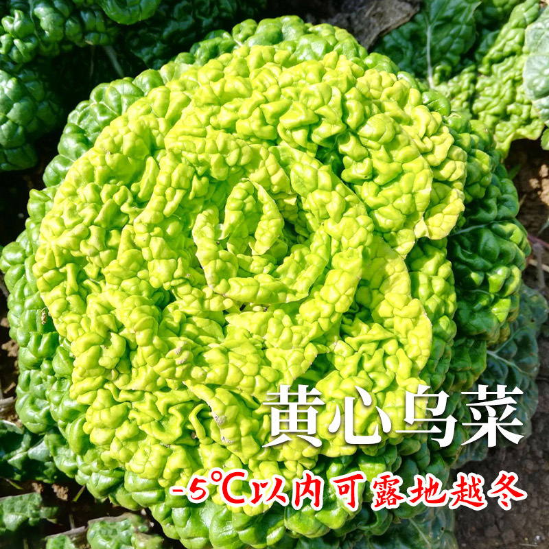 黄心乌塌菜种子口感好乌塌菜种子乌塔菜秋季冬天菜种耐寒高产