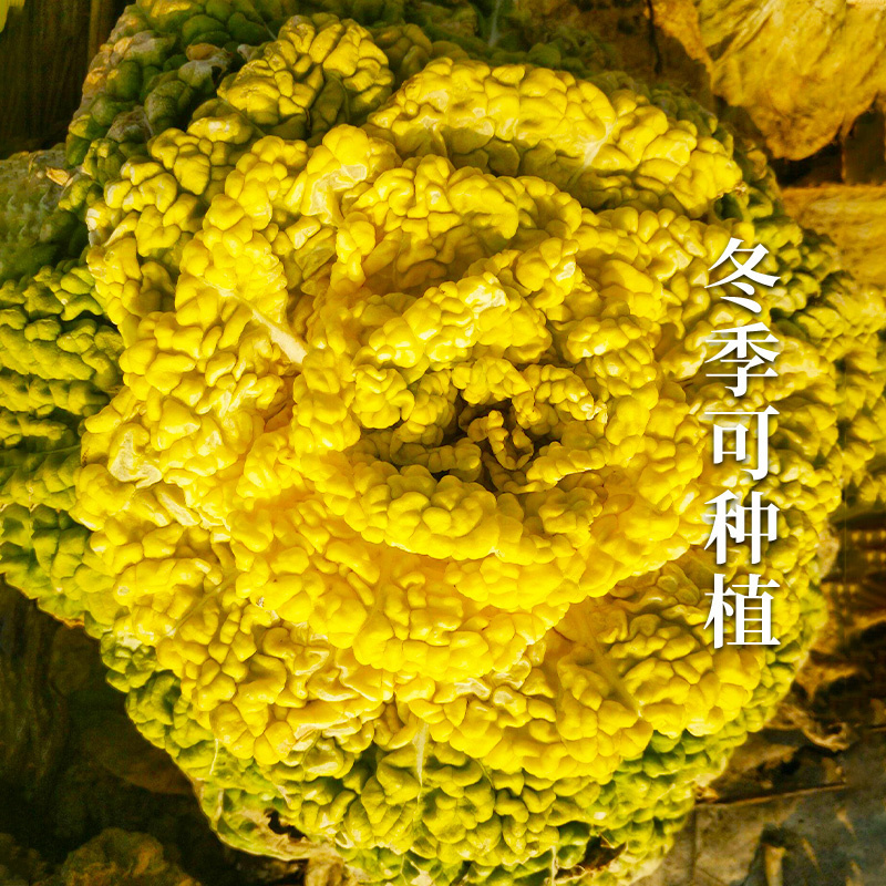 黄心乌塌菜种子口感好乌塌菜种子乌塔菜秋季冬天菜种耐寒高产