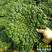 乌塌菜种子黑菜小八叶种子超耐寒春季叶柄翠绿高产粗纤维少