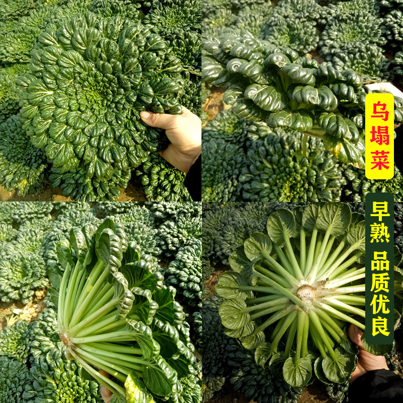 乌塌菜种子黑菜小八叶种子超耐寒春季叶柄翠绿高产粗纤维少