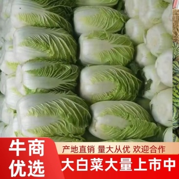 大白菜大白菜大量上市中，可发全国，量大