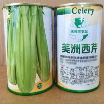美洲西芹种子中熟长势强产量高不空心陆地专用