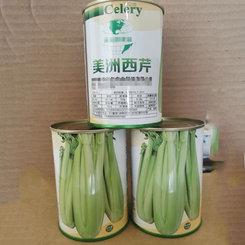 美洲西芹种子中熟长势强产量高不空心陆地专用