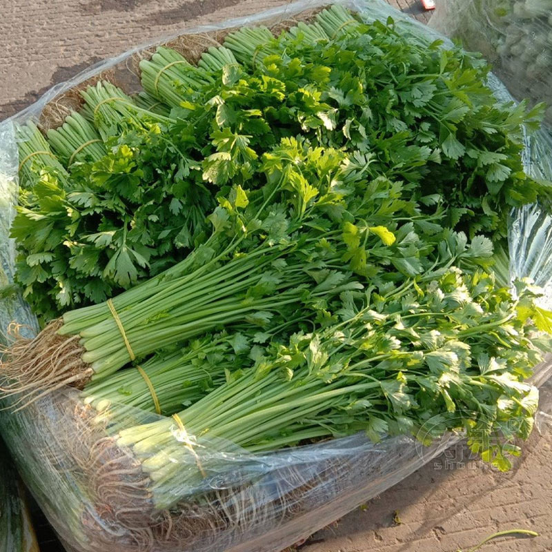 小香芹种子利尔香芹种籽四季小芹菜籽香味浓绿盆栽四季播种