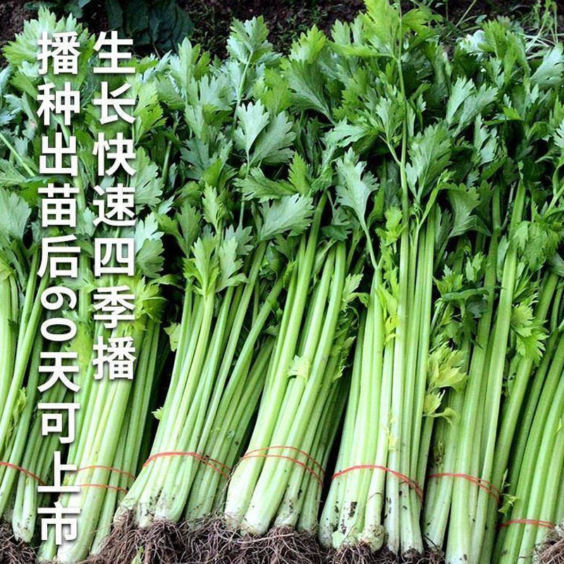 小香芹种子利尔香芹种籽四季小芹菜籽香味浓绿盆栽四季播种