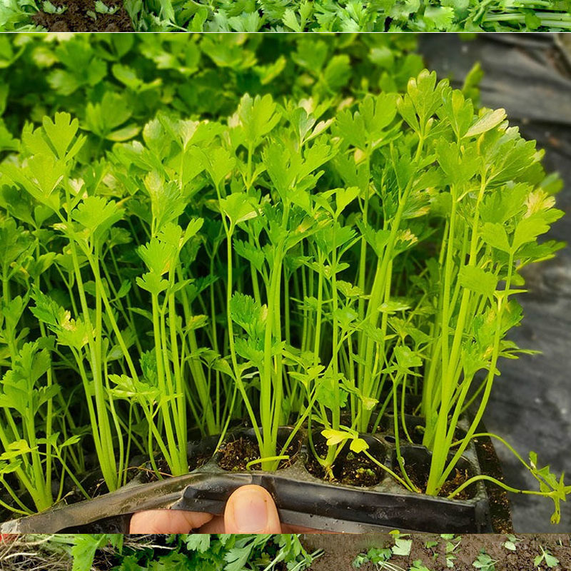 小香芹种子利尔香芹种籽四季小芹菜籽香味浓绿盆栽四季播种