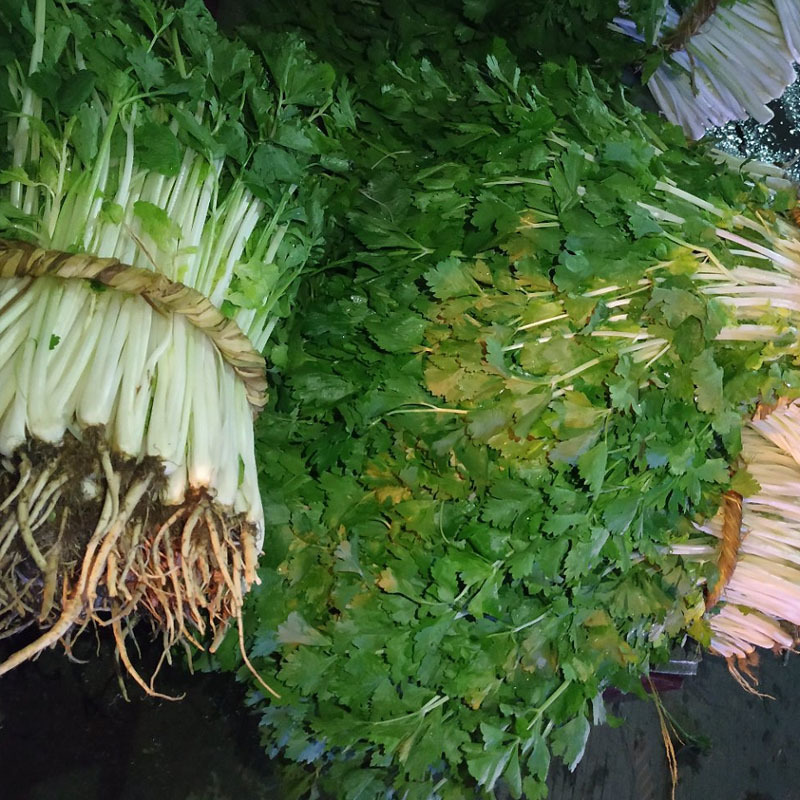 白芹菜种子四季白帝实心白芹种籽浓香型实心耐抽苔基地种