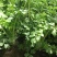 白芹菜种子四季白帝实心白芹种籽浓香型实心耐抽苔基地种