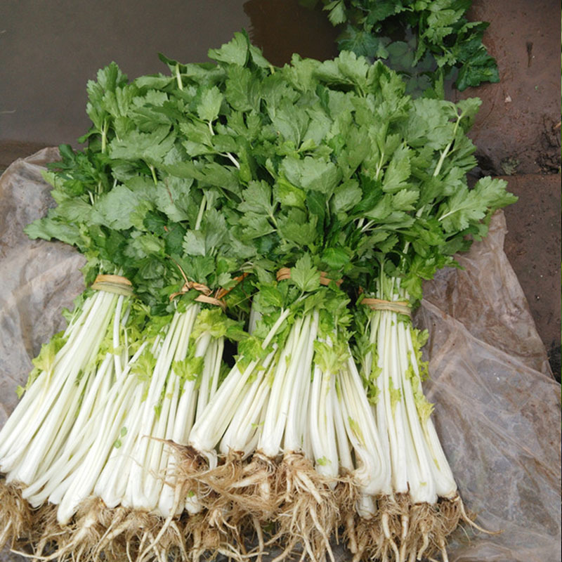 白芹菜种子四季白帝实心白芹种籽浓香型实心耐抽苔基地种