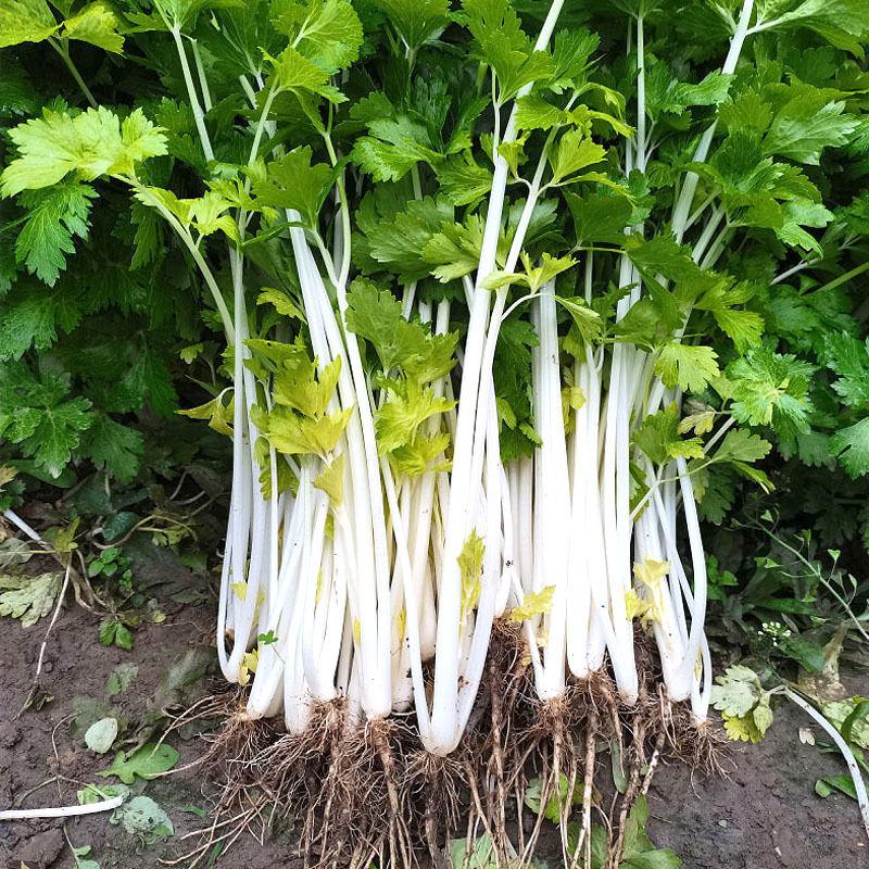 白芹菜种子四季白帝实心白芹种籽浓香型实心耐抽苔基地种