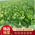 山东曹县蔬菜基地常年供货、质量保证、精品快菜