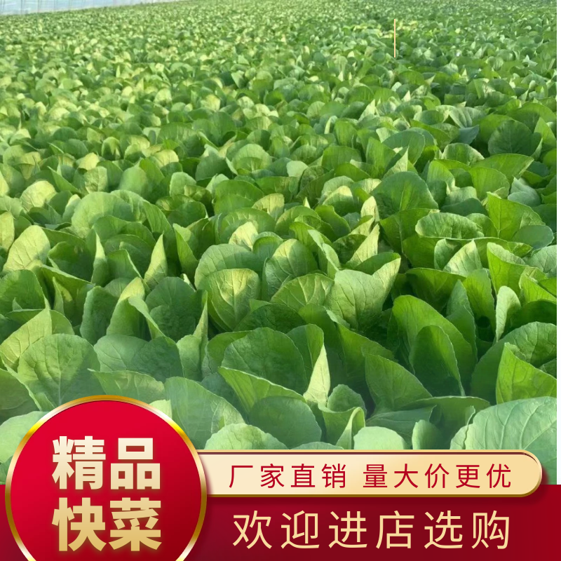山东曹县蔬菜基地常年供货、质量保证、精品快菜