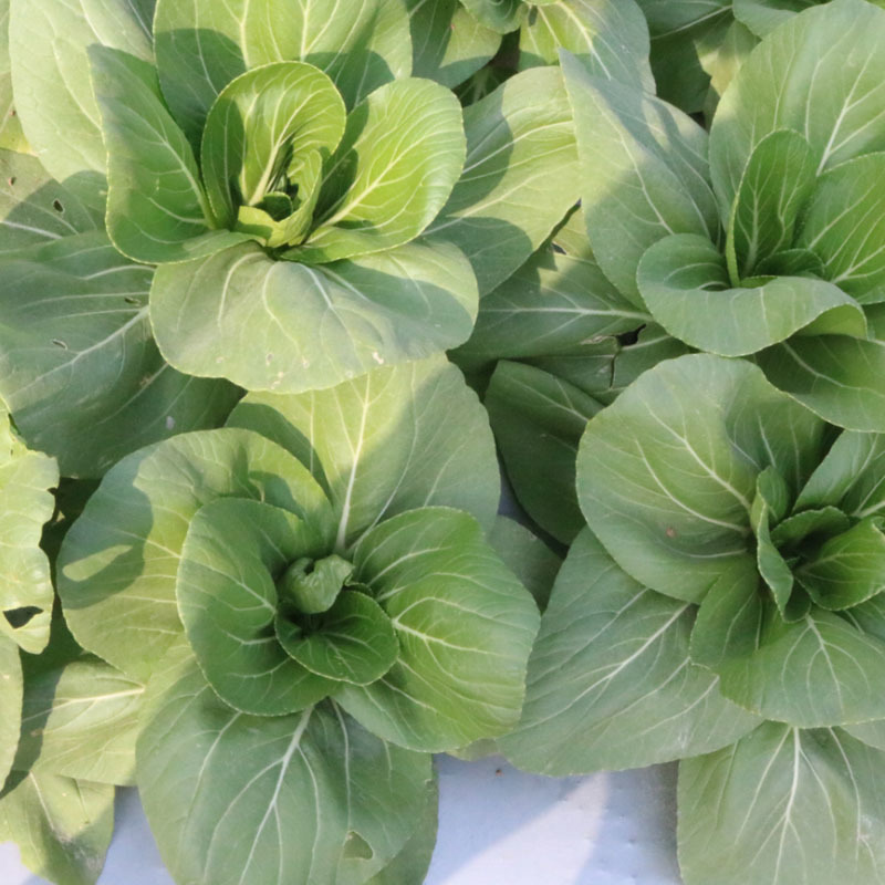青梗菜种子高产矮脚品抗病强四季种植耐热生长快