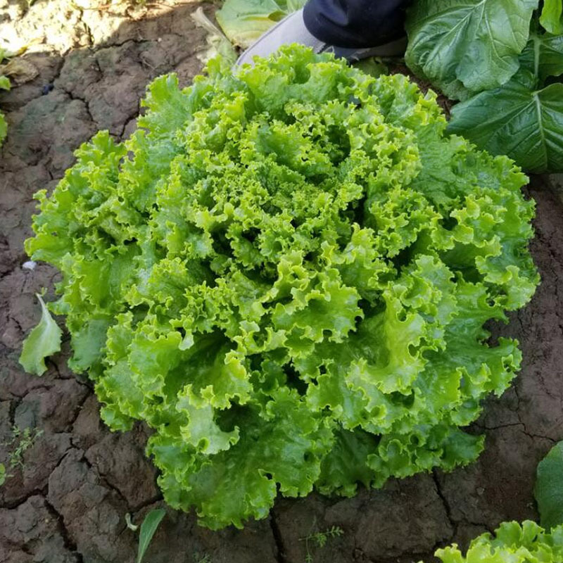 大速生菜种子沙拉脆生菜种散叶生菜籽四季种植脆嫩基地用种