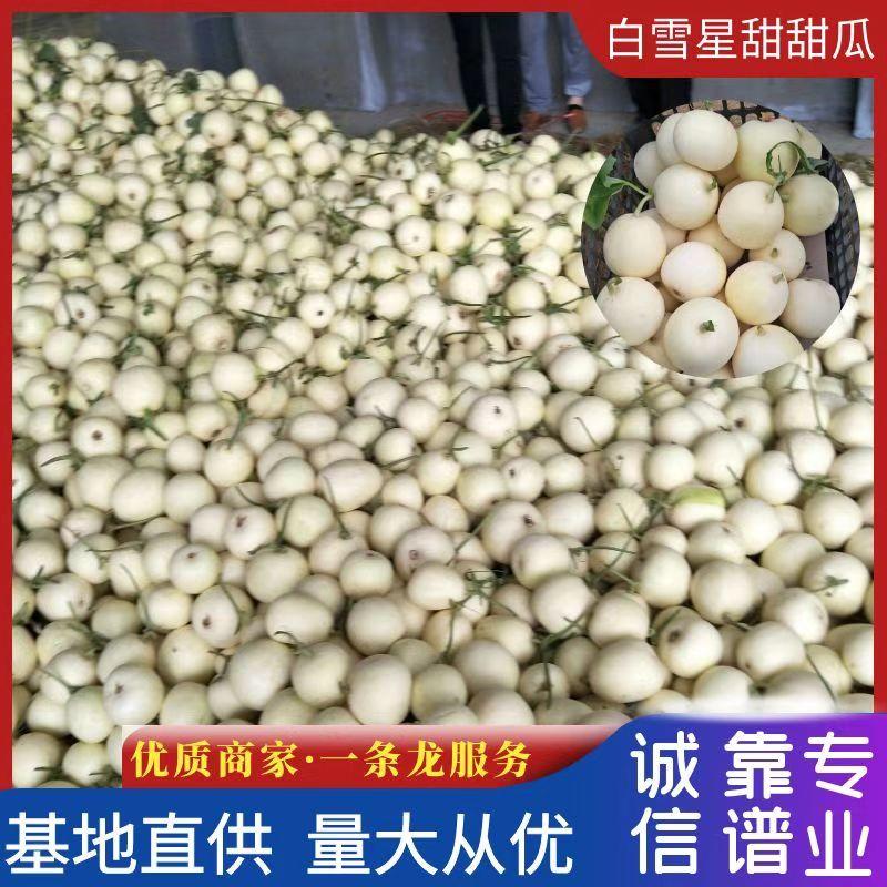 内黄县白玉甜瓜星甜甜瓜产地一手货源，批发商超直供