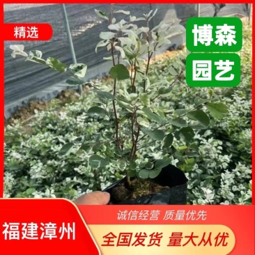 雪花木精品雪花木工程苗批发盆栽花卉批发报价