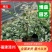 雪花木精品雪花木工程苗批发盆栽花卉批发报价