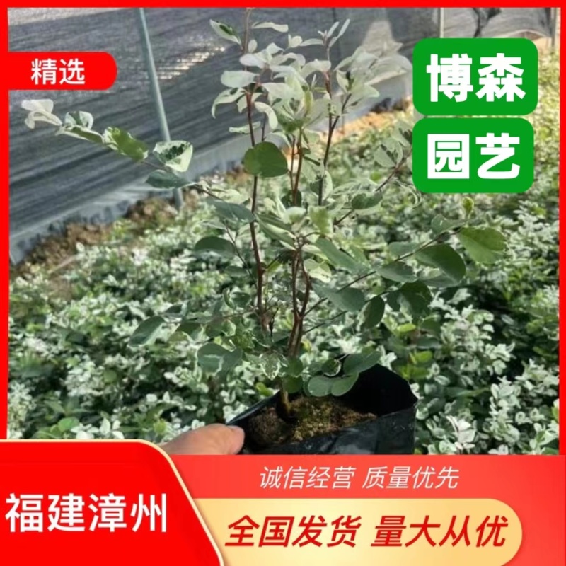 雪花木精品雪花木工程苗批发盆栽花卉批发报价