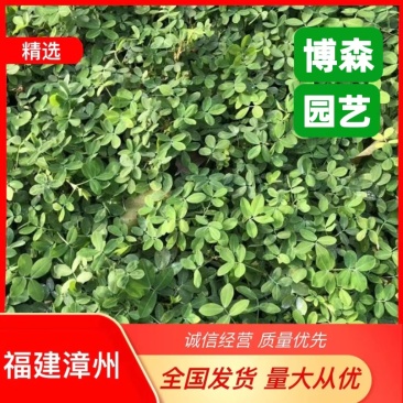蟛蜞菊福建漳州苗圃批发基地产地直发货量大