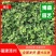蟛蜞菊福建漳州苗圃批发基地产地直发货量大
