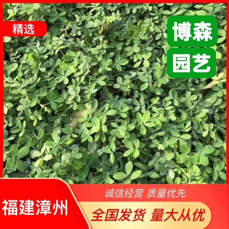 蟛蜞菊福建漳州苗圃批发基地产地直发货量大