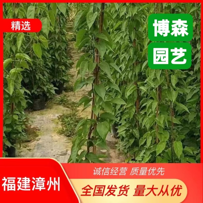 炮仗花精品炮仗花现挖现发基地直发量大从优