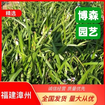 燕尾草容器苗绿化燕尾兰小苗燕尾苗批发基地报价