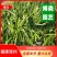 燕尾草容器苗绿化燕尾兰小苗燕尾苗批发基地报价