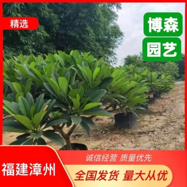 红花鸡蛋花福建漳州批发基地量大从优欢迎选购