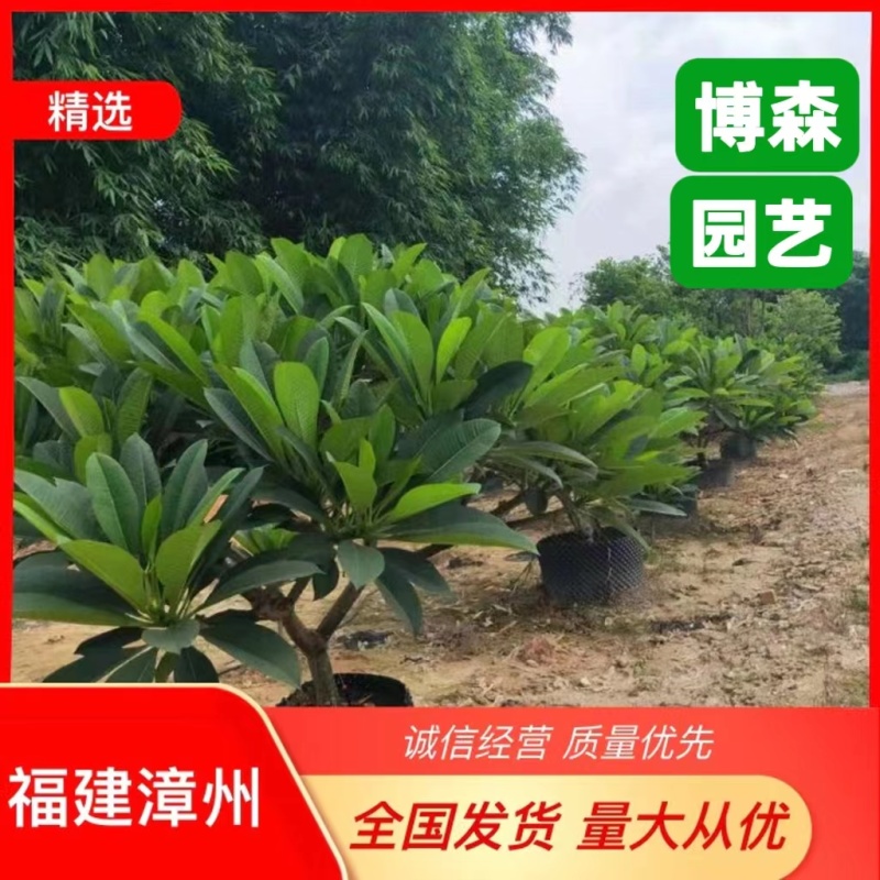 红花鸡蛋花福建漳州批发基地量大从优欢迎选购