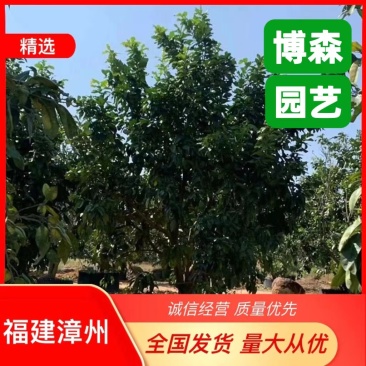 全冠柚子树移植苗漳州种植基地柚子树移栽苗品种齐全