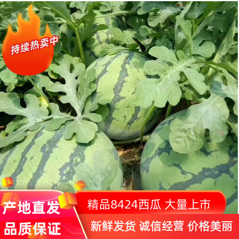 有籽美度大量上市高糖度口感酥脆