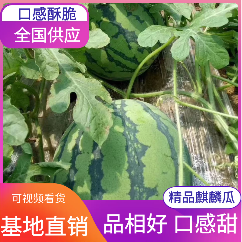 有籽美度大量上市高糖度口感酥脆