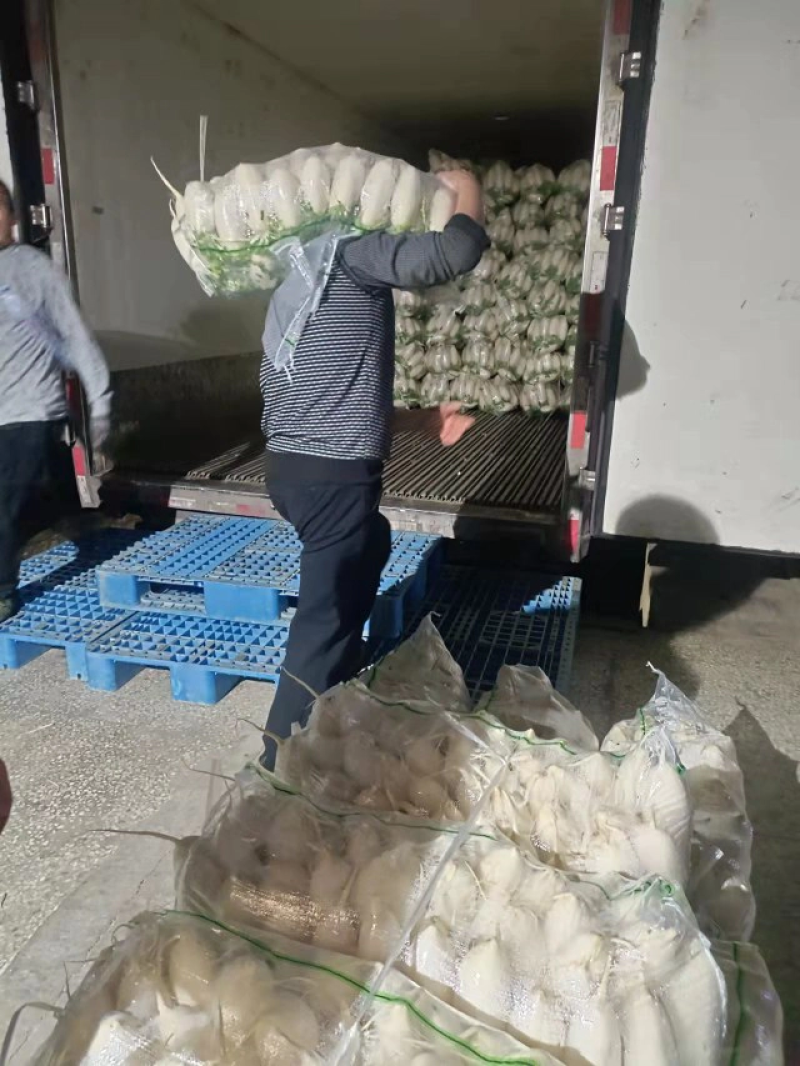 精品白萝卜3排4排5排湖北产地直发质量有保证全国发