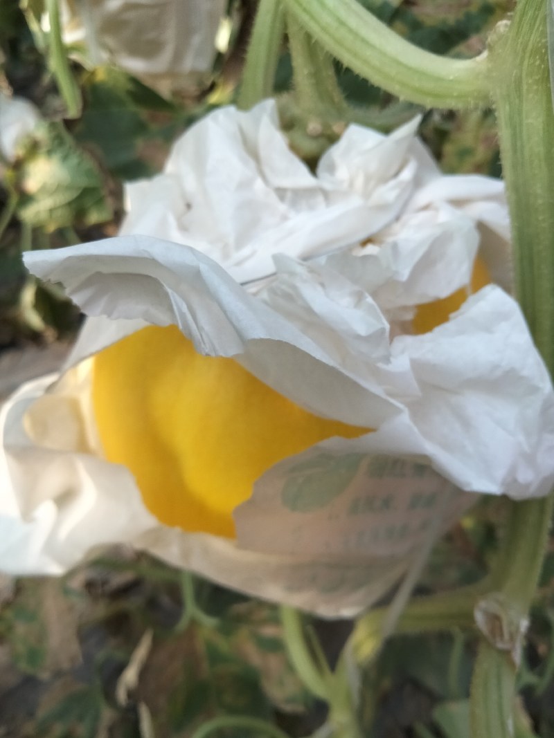 【牛商推荐】精品甜瓜，久红瑞甜瓜，货源充足，品质保证