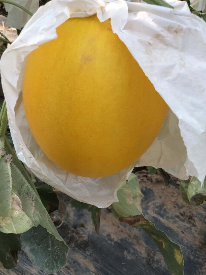 【牛商推荐】精品甜瓜，久红瑞甜瓜，货源充足，品质保证