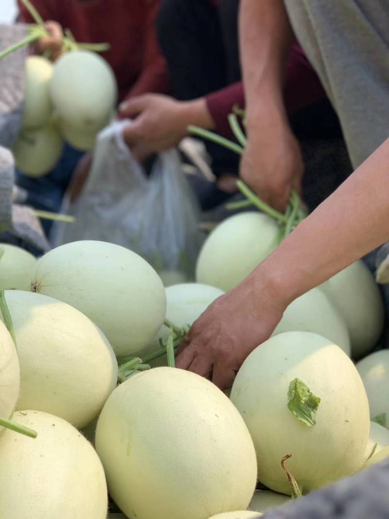 精品甜瓜，玉菇甜瓜产地直销中，货源充足，品质保证