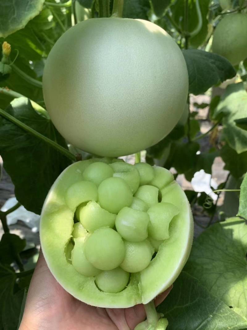 精品甜瓜，玉菇甜瓜产地直销中，货源充足，品质保证