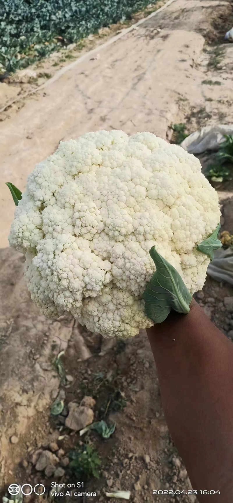 精品白花菜新鲜菜花菜花青梗松花产地直发高品质菜花椰菜蔬菜