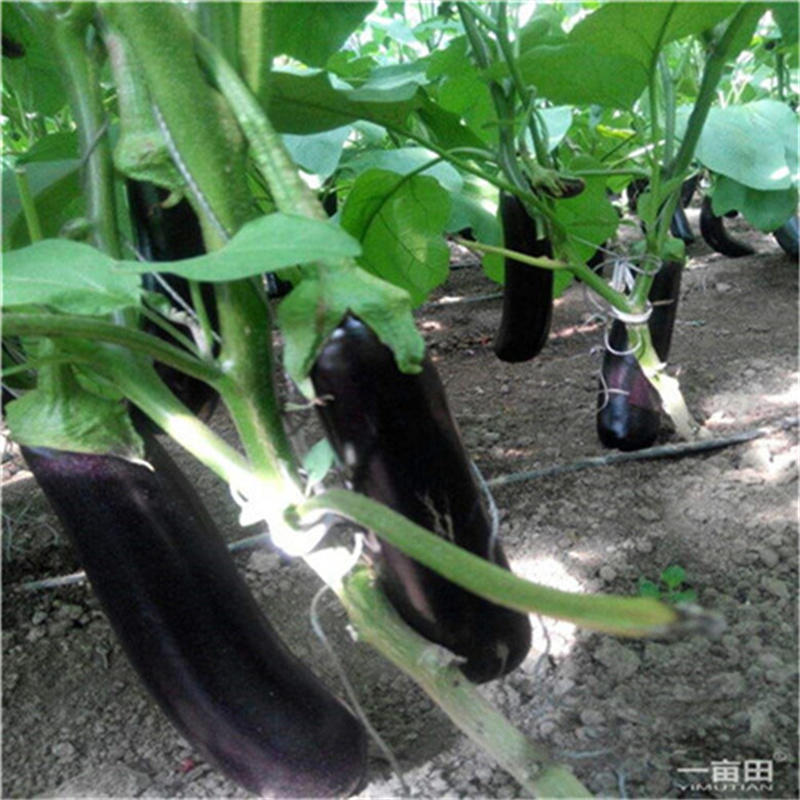 南国新贵茄子种子长果型紫黑油亮长茄种子高产