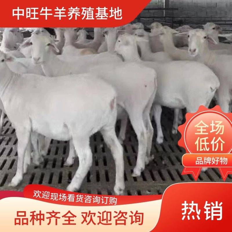 澳洲白绵羊粗毛型大型肉羊品种生长快成熟早自动脱毛