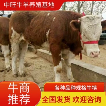 牛犊改良肉牛犊3-8个月都有，产地直供，自由挑选