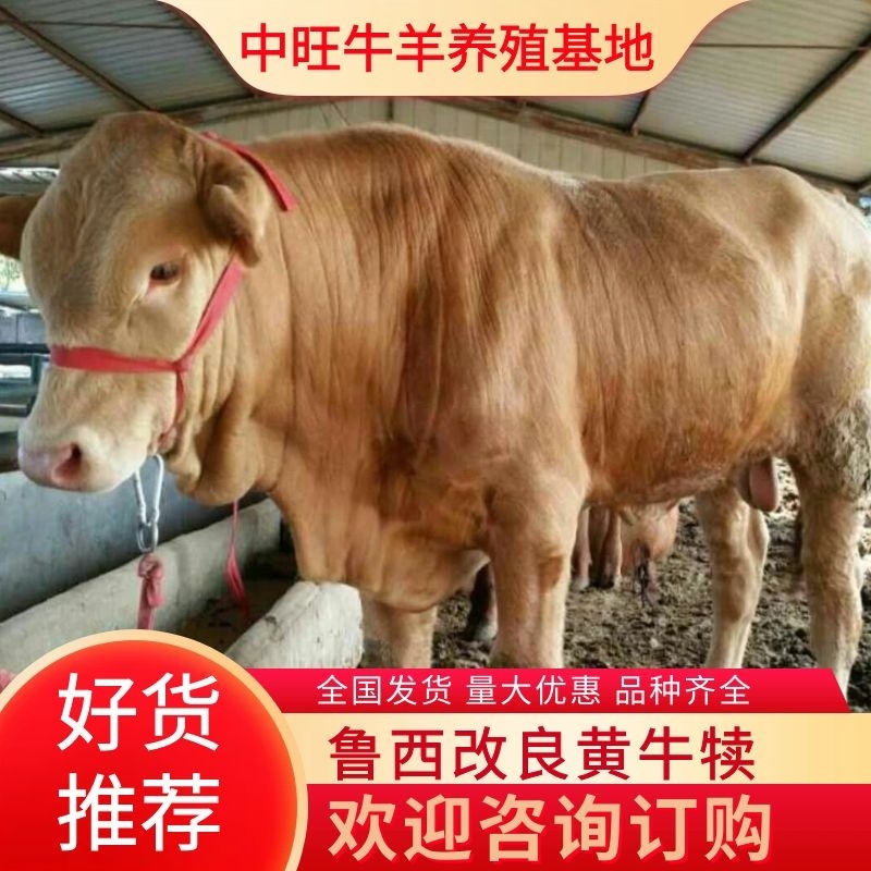 鲁西黄牛犊小黄牛改良黄牛犊100~200kg