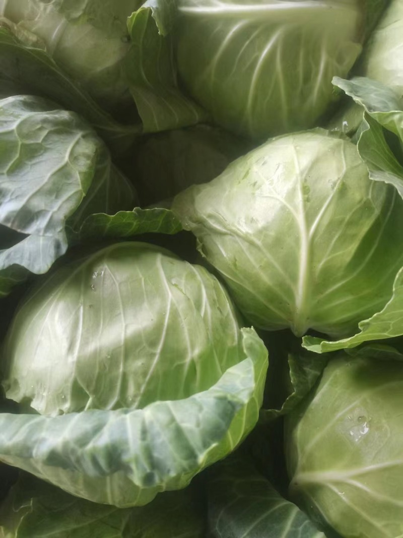 精品甘蓝莲花白包菜圆白菜卷心菜绿甘蓝基地直发质量保障