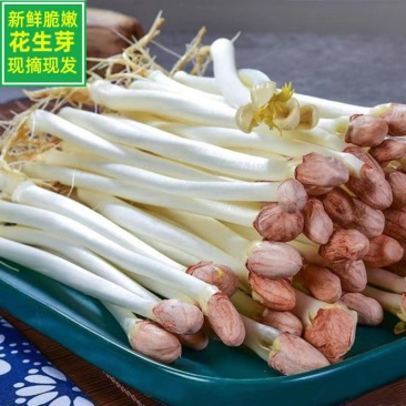 【热销】新鲜花生芽，合作社直供，加盟合作共赢，技术指导。